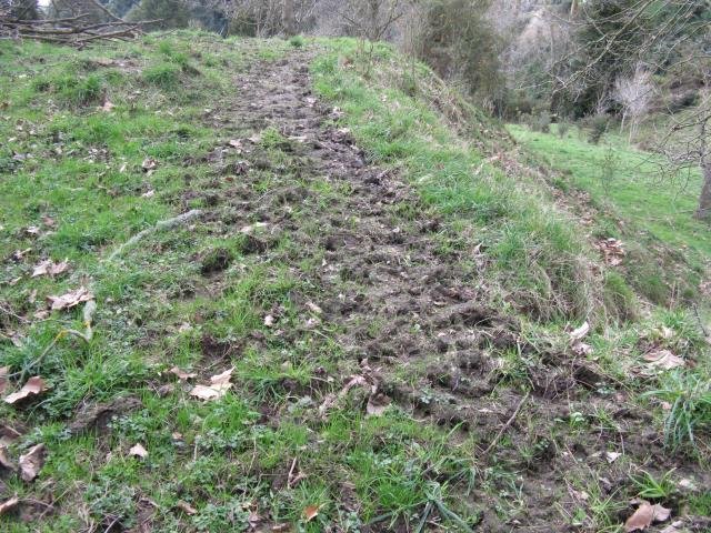 Cattle trail. Cambridge Tree Trust